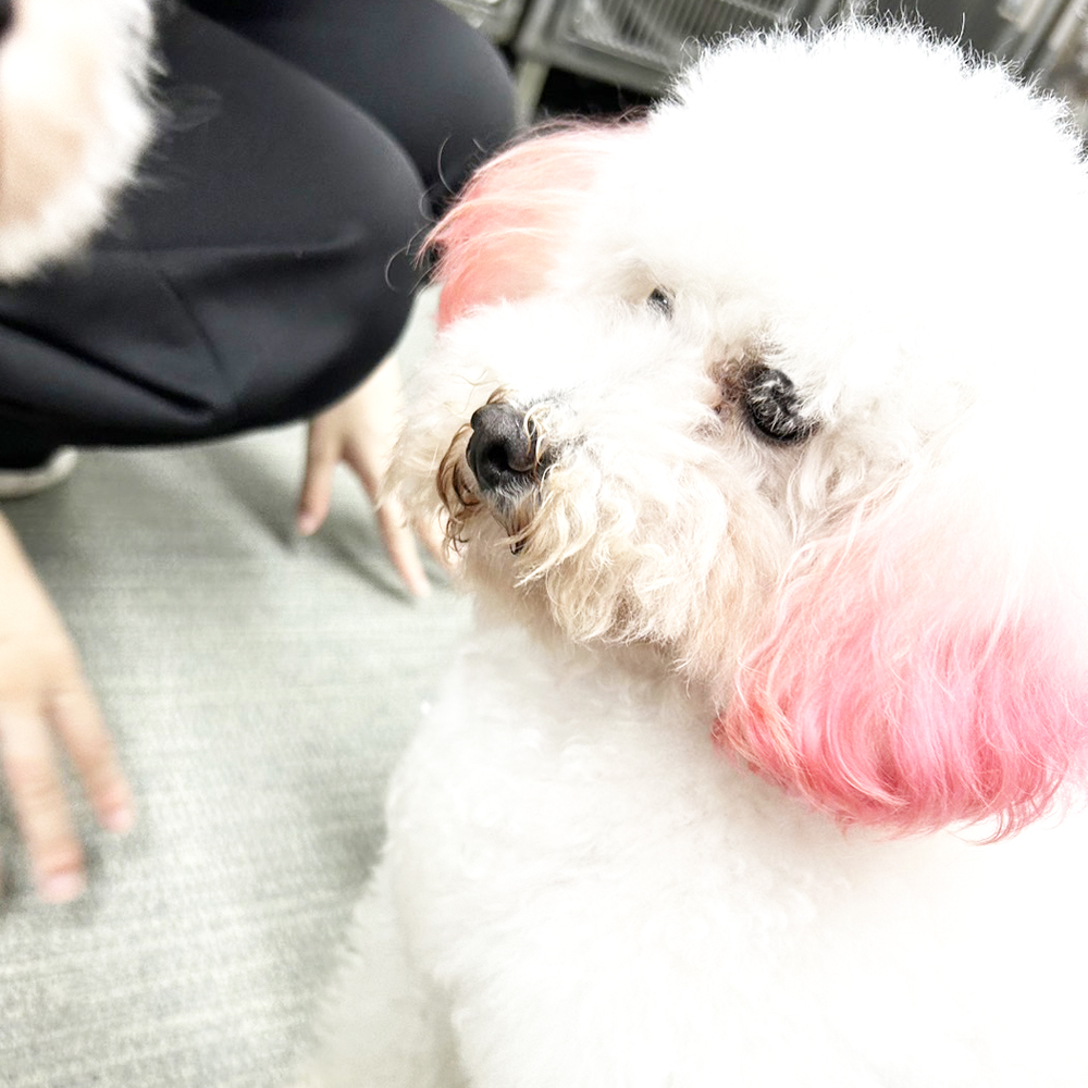 生徒が撮影したモデル犬の写真♪②